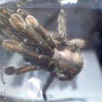 Psalmopoeus irminia