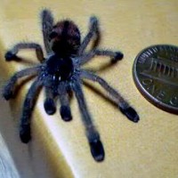 Avicularia avicularia