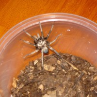 unknown california tarantula