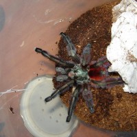 Avicularia versicolor