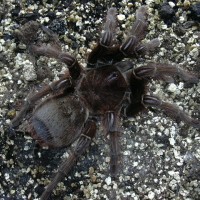 theraphosa apophysis