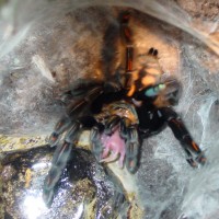 Suntiger Tarantula (Psalmopoeus irminia)