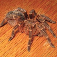 Grammostola aureostriata 1.75"