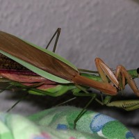 Chinese mantids mating