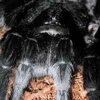 Grammostola pulchra