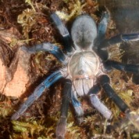 Haplopelma lividum