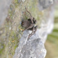 Unknown tarantula  from the rear