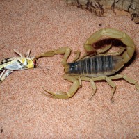 Hairy Desert Scorpion