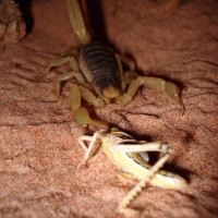 Hairy Desert Scorpion