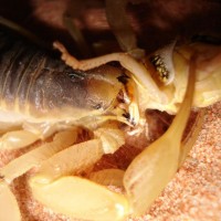 Hairy Desert Scorpion