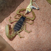 Hairy Desert Scorpion
