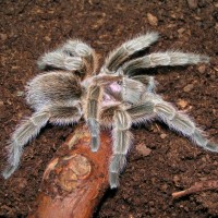 Grammostola rosea