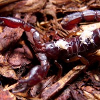 Didymocentrus krausi with young