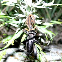 Centruroides vitattus