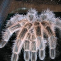 Grammostola rosea