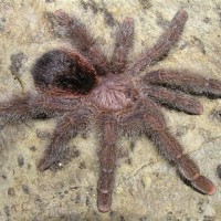 Avicularia bicegoi