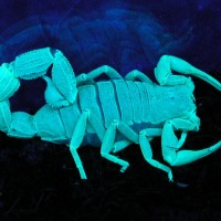 Parabuthus leiosoma fluorescing