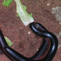 Archispirostreptus gigas Mating