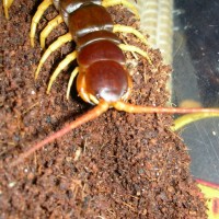 Scolopendra subspinipes de haani Mai Chau