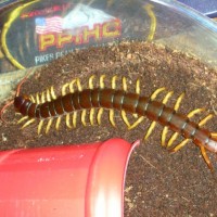 Scolopendra subspinipes de haani Mai Chau