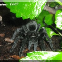 Grammostola pulchra