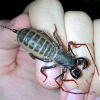 Mastigoproctus giganteus (Giant Vinegaroon) - juvenile