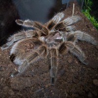 Grammostola rosea