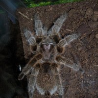 Grammostola rosea