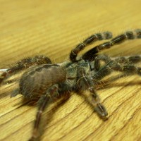 Poecilotheria ornata