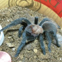 Aphonopelma anax