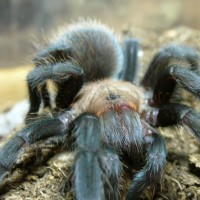 Aphonopelma anax