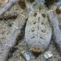 Pterinochilus lugardi