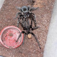 Aphonopelma seemani - Mating