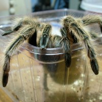 Grammostola rosea