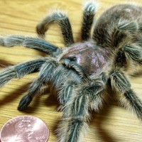 Grammostola rosea