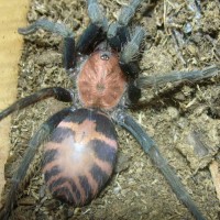 Cyclosternum fasciatum