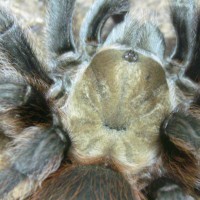 Aphonopelma hentzi