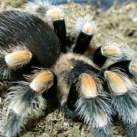 Brachypelma smithi