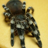 Acanthoscurria geniculata