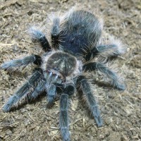 Brachypelma albopilosum