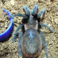 Brachypelma vegans