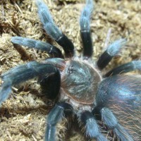 Brachypelma vegans