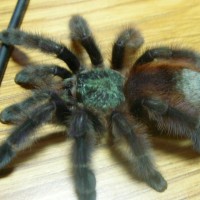 Avicularia versicolor