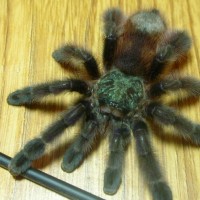 Avicularia versicolor