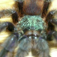 Avicularia versicolor