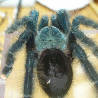 Avicularia avicularia