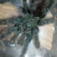 Avicularia avicularia