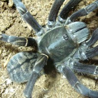 Haplopelma sp. Vietnam