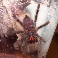 Juvi. A. versicolor