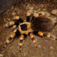 Bachypelma smithi 4"F